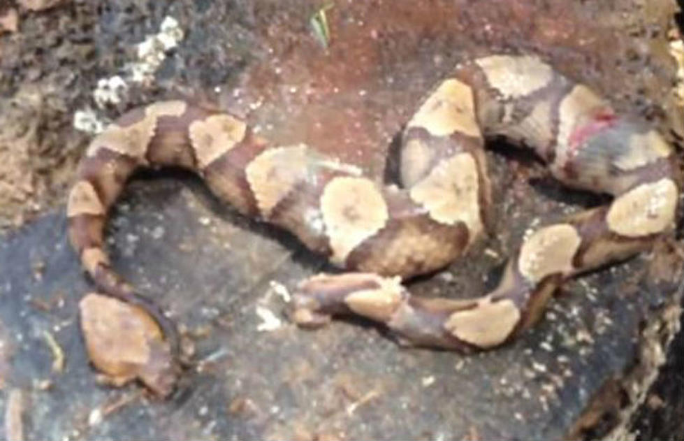 Decapitated Copperhead Snake Bites Its Own Body