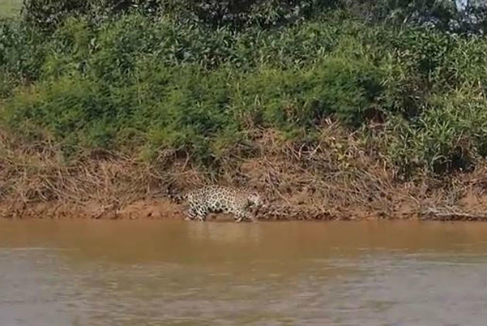 Jaguar Attacks Crocodile in Epic National Geographic Video