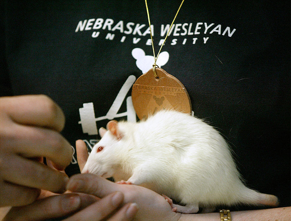 Watch These Rats Shake Hands, Jump, Spin and Do Other Amazing Tricks