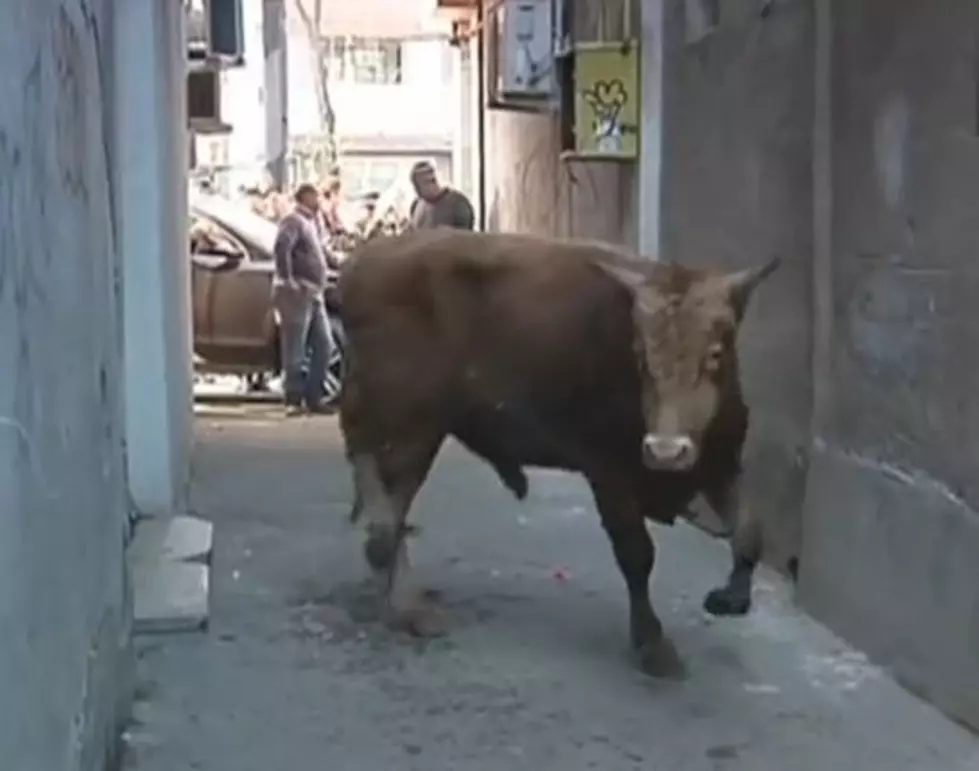 Bull Charges Romanian Traffic Cop Then Idiots Try to Catch It