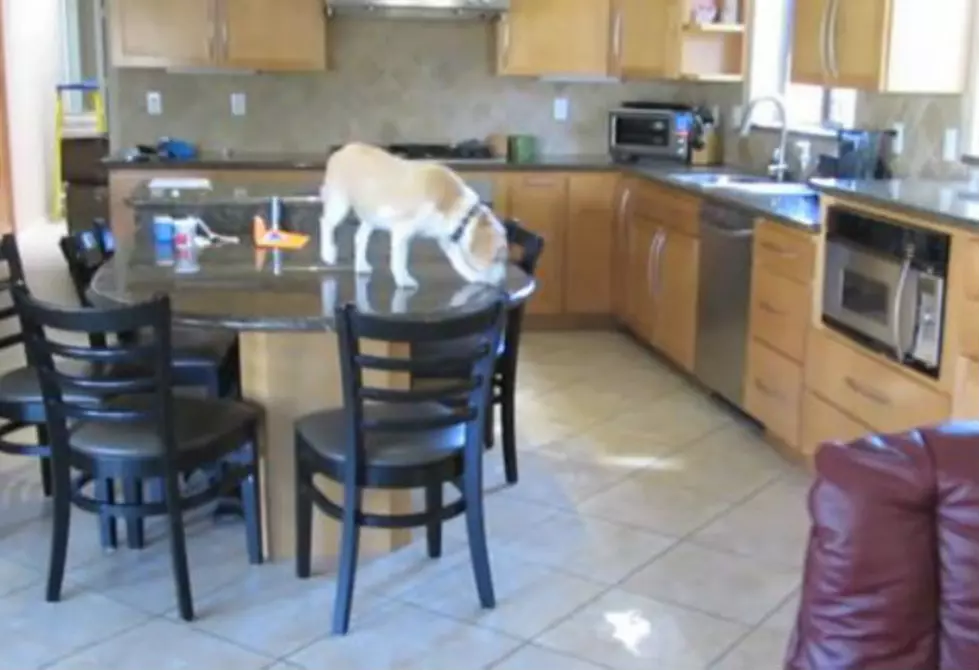 Incredibly Smart Beagle Figures Out How to Climb Kitchen Counter to Steal Chicken Nuggets