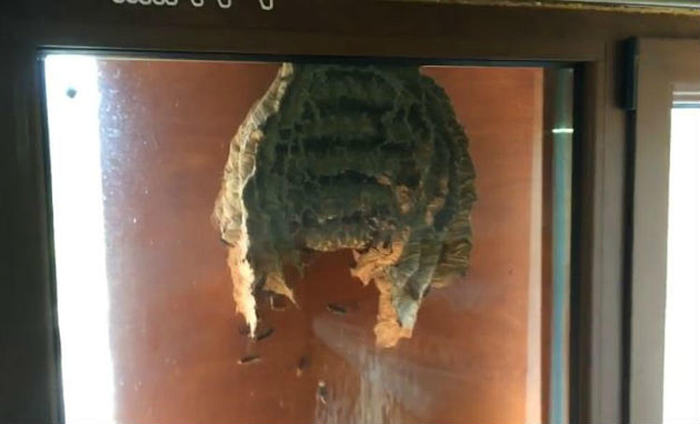 Man Discovers Giant Wasp Nest That Takes Up Almost Half of a Window