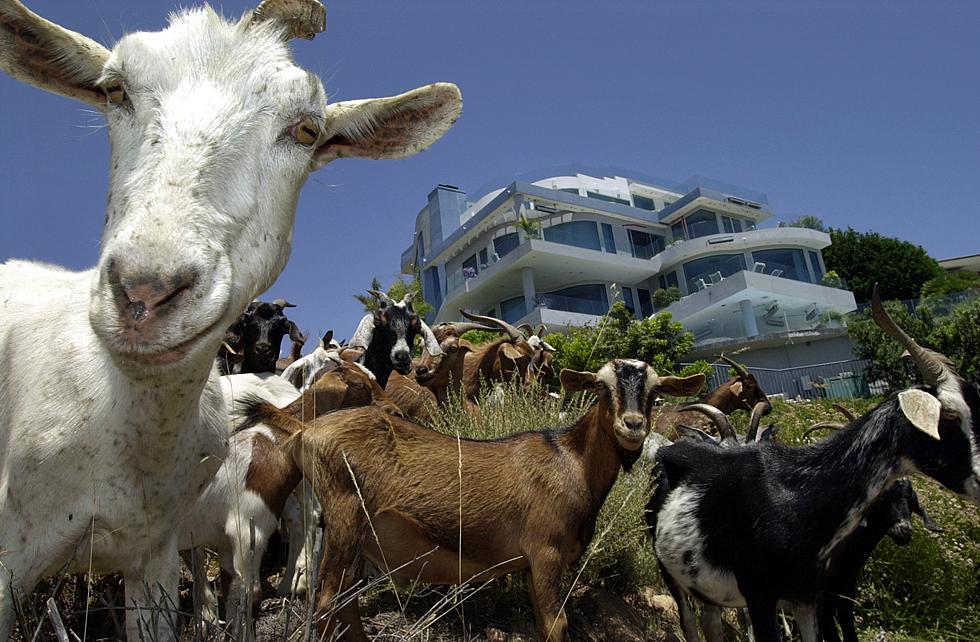 Goats Performing Star Wars Imperial March Theme For the Win