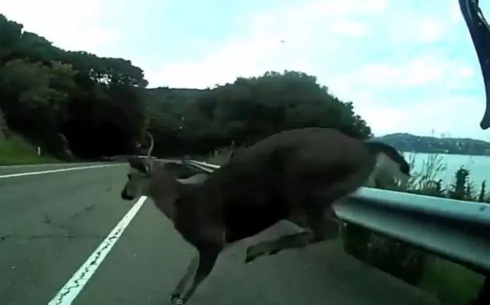 California Bicyclist Crashes Into Deer While Speeding Downhill