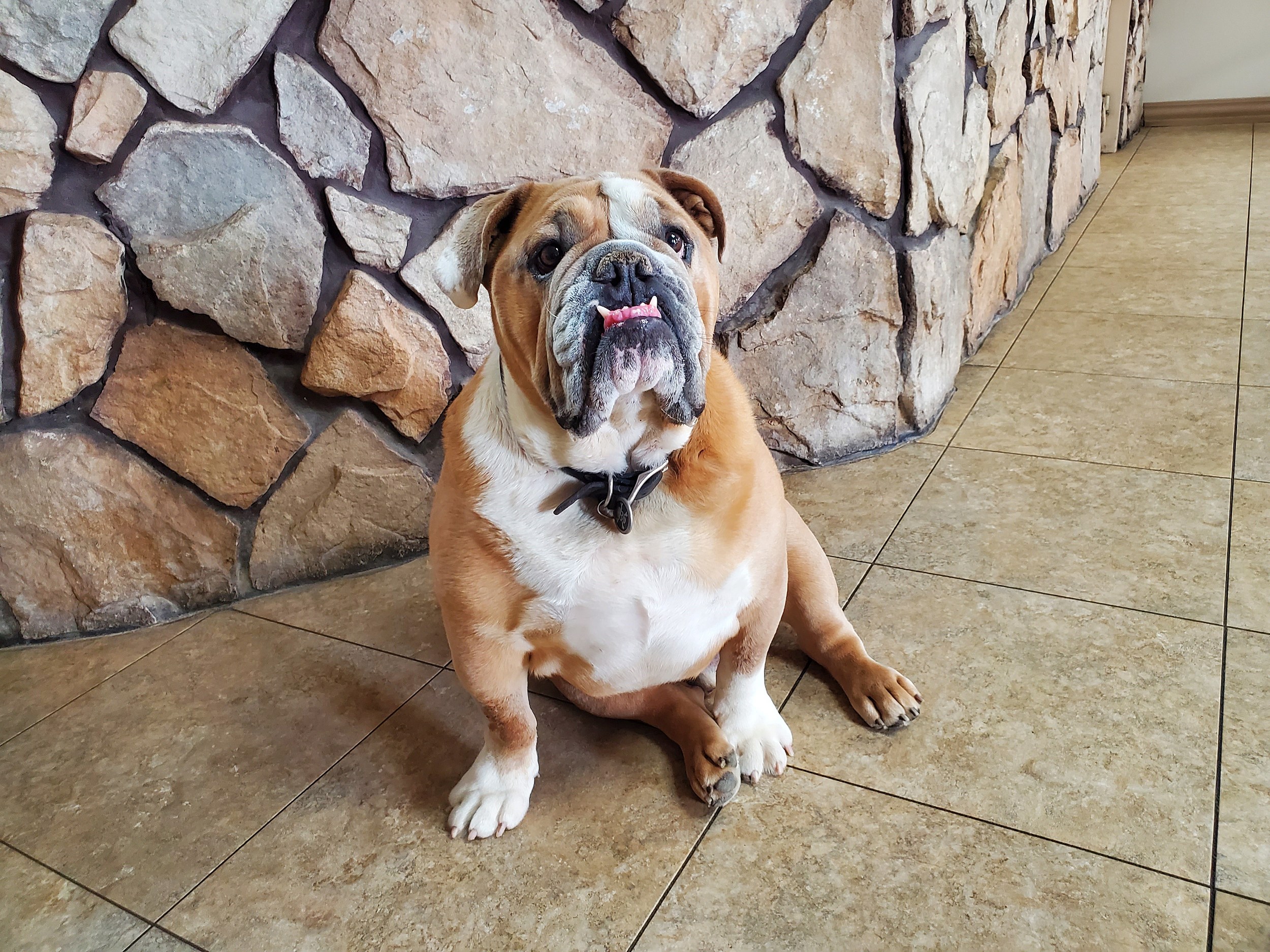 National Bulldogs Are Beautiful Day (April 21st)