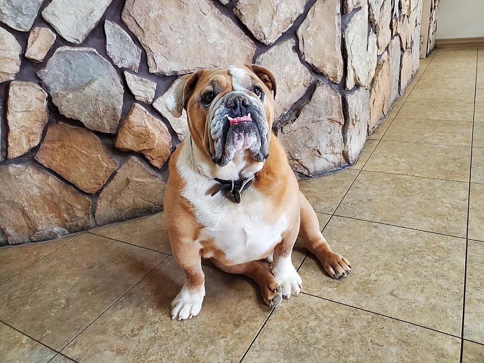 Celebrate National Bulldogs Are Beautiful Day With These Photos