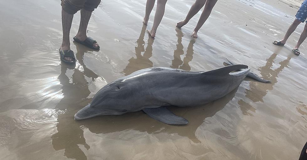 Sick Dolphin Dies on Texas Beach After Being Abused by People