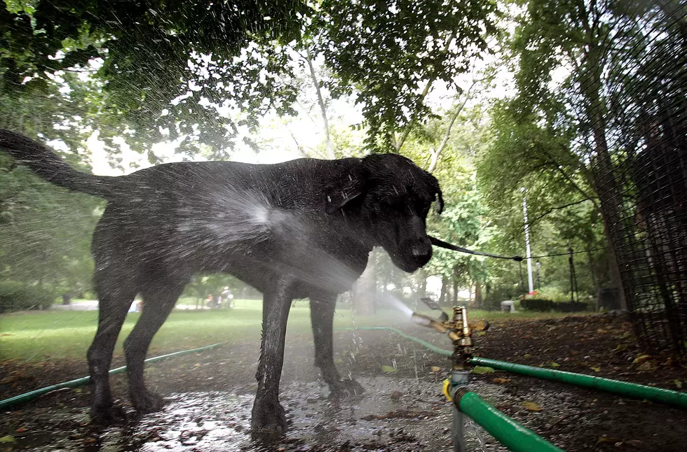 8 Summer Tips to Help Keep Your Pets Cool in Abilene
