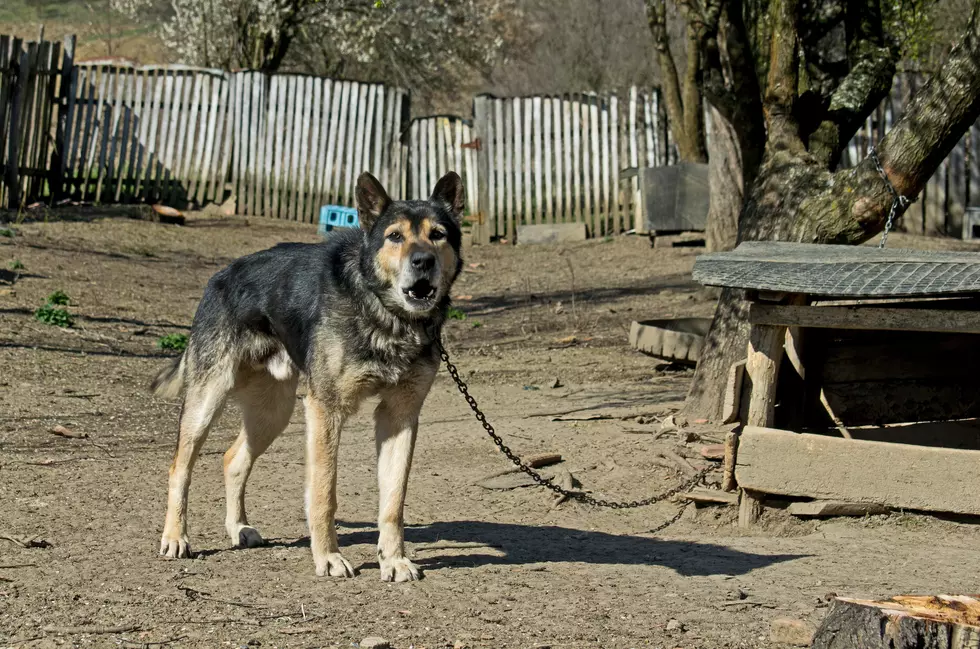 Is It Illegal to Leave Your Dog Outside in This Extreme Texas Heat?