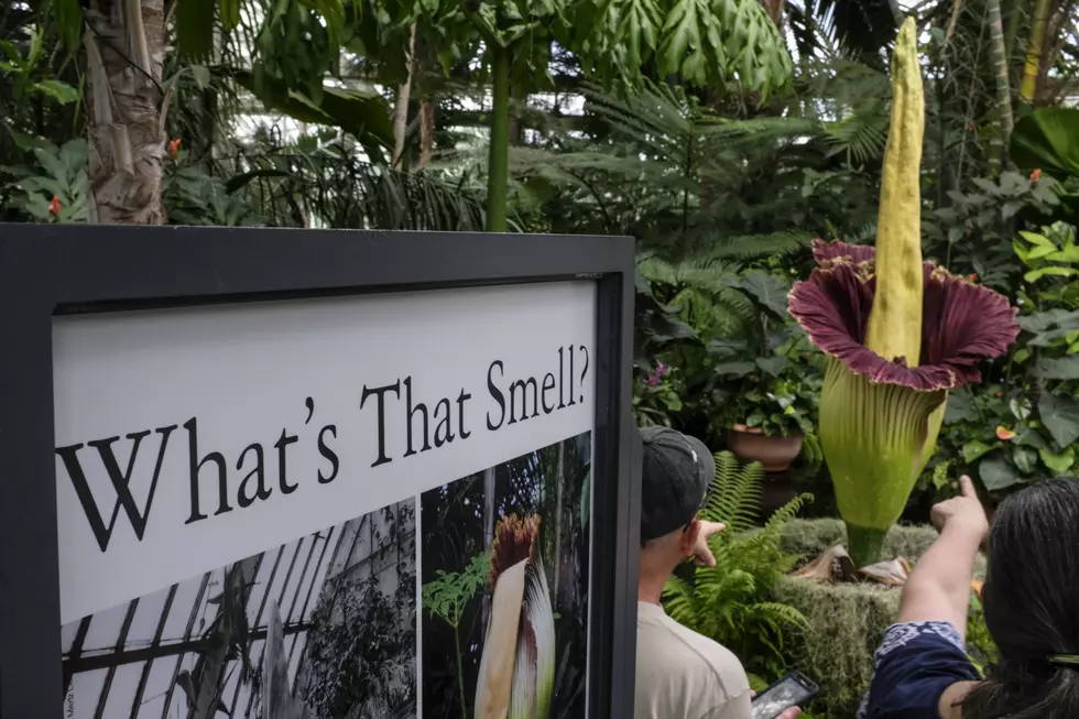 Corpse Flower Ready to Stink Up San Antonio Zoo This Month