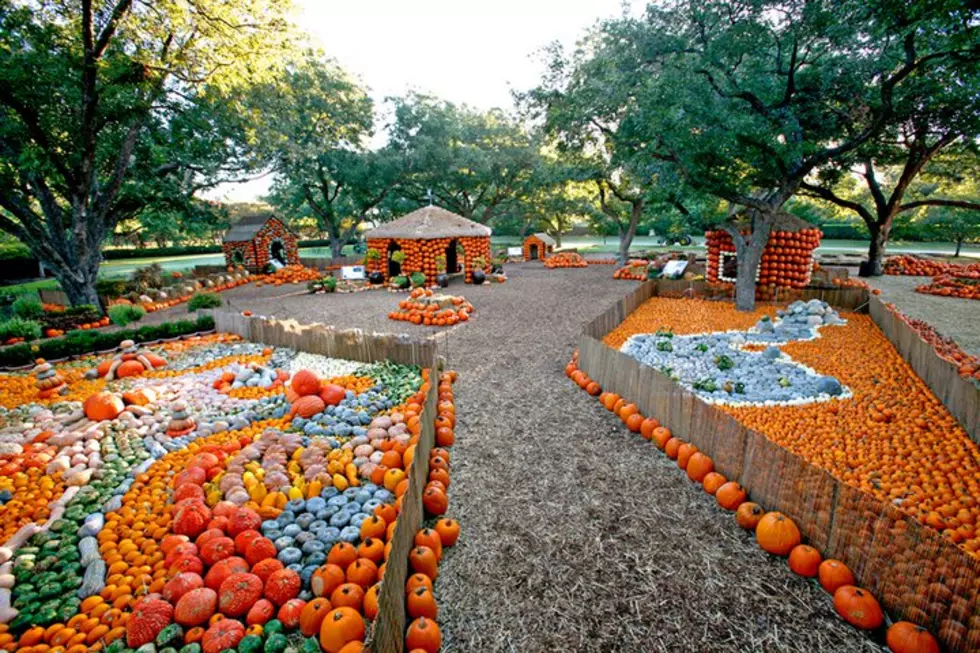 Texas Attraction Uses Over 100,000 Gourds to Create Breathtaking Pumpkin Paradise
