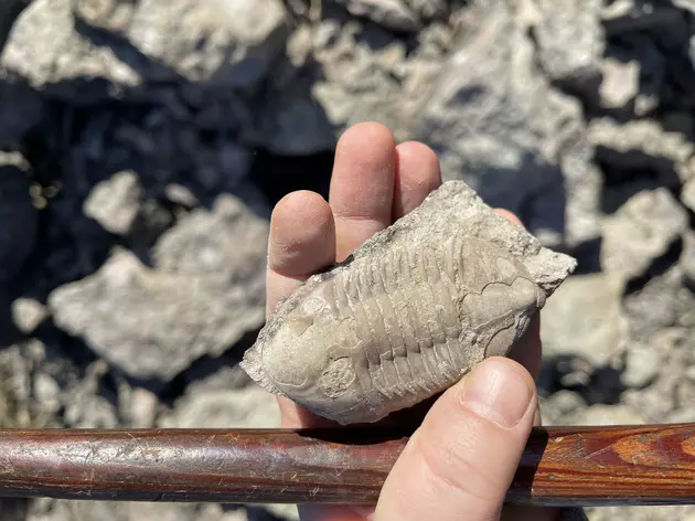 Where You Can Go Hunting Fossils in the State of Texas