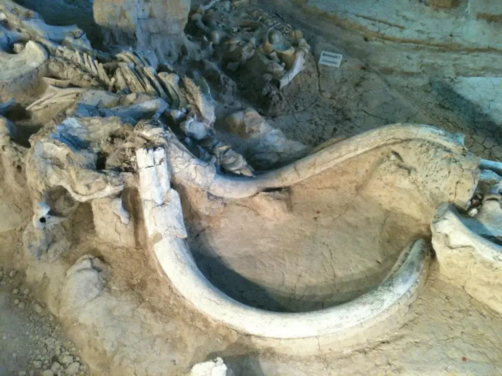 Waco Mammoth National Monument/Facebook