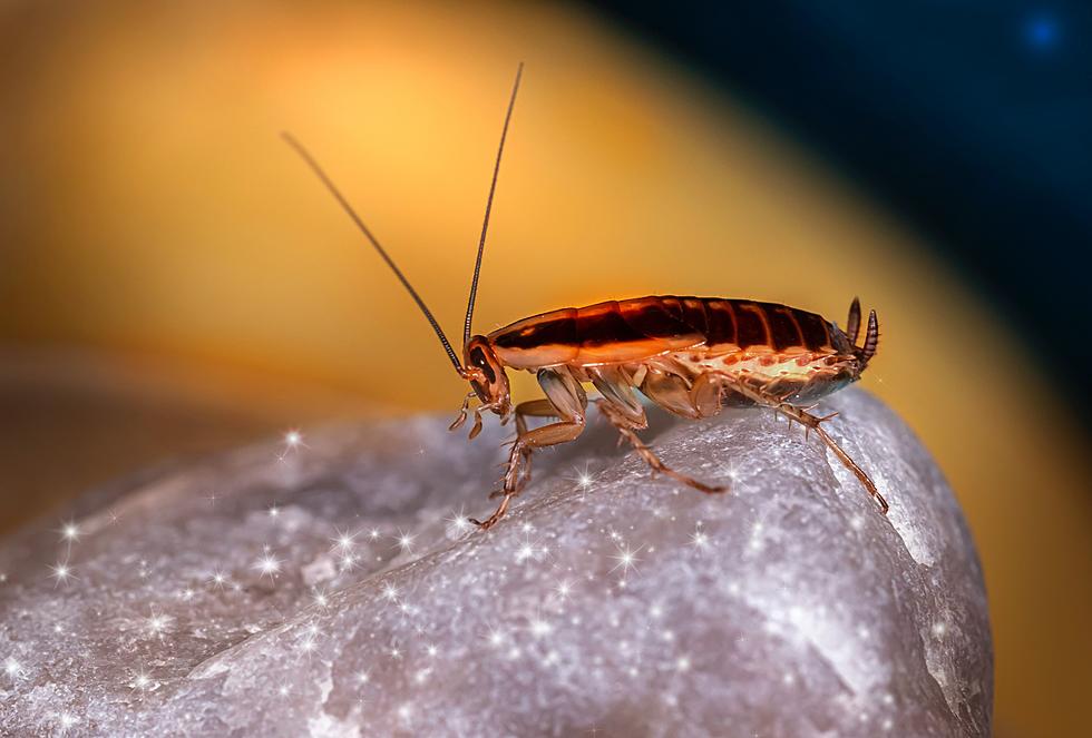 Texas Zoo Hilariously Lets You Name a Cockroach or Rodent After Your Ex