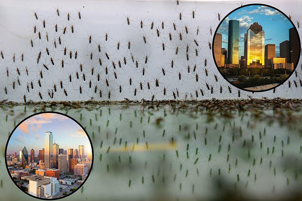 These 2 Texas Cities Are The Worst When It Comes to Mosquitos