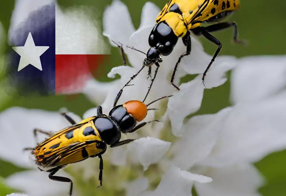 These Creepy Insects Found In Texas Are Harmless and Good For Your Garden