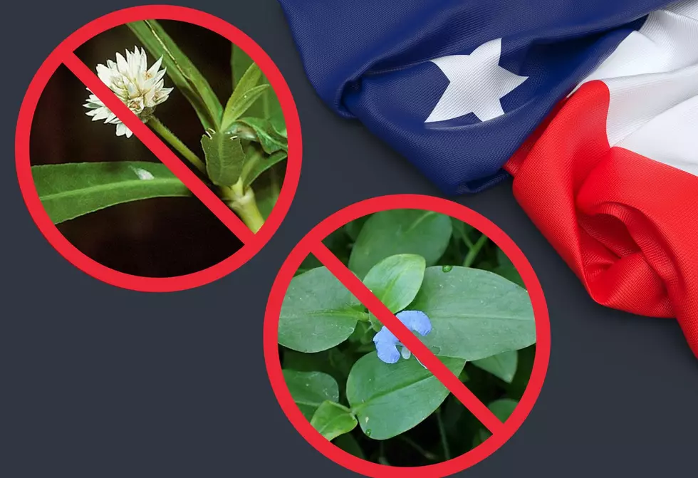 Don’t Get Caught With Any Of These 10 Illegal Plants In Texas