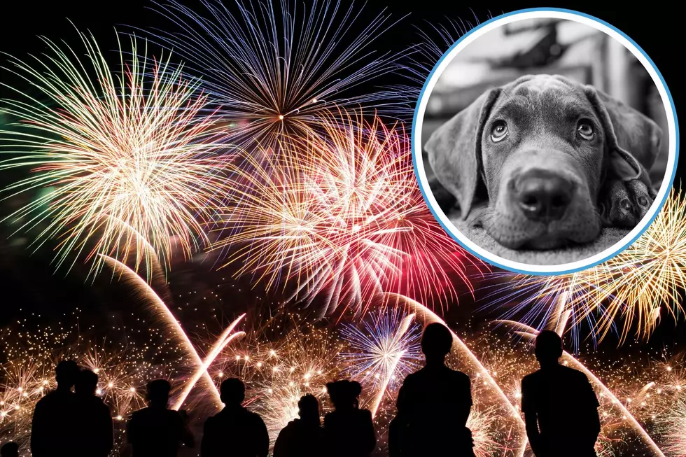 Protecting Your Furry Friends: How To Ensure Pet Safety On Independence Day