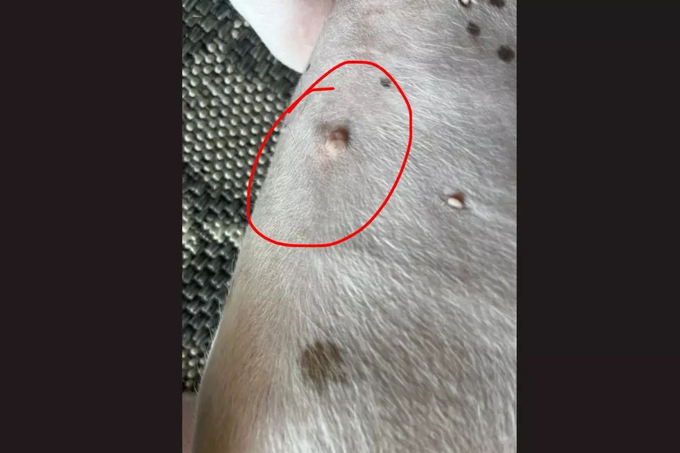 Dog Belly Button