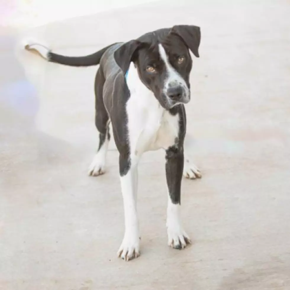 Photo: All Kind Animal Initiative