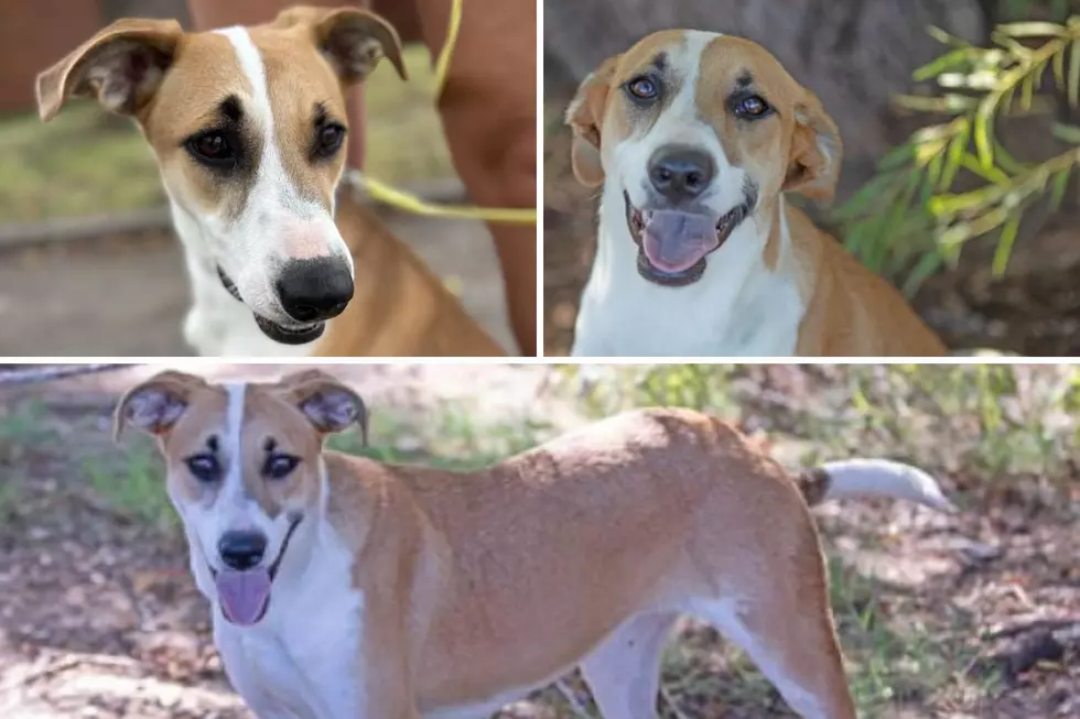 Pet Adoption Abilene