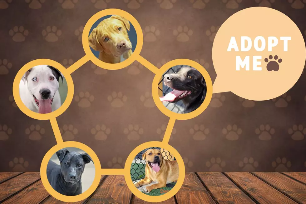 All Kind Animal Initiative/Canva