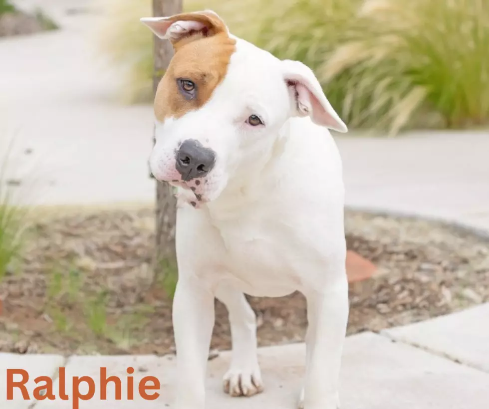 All Kind Animal Initiative