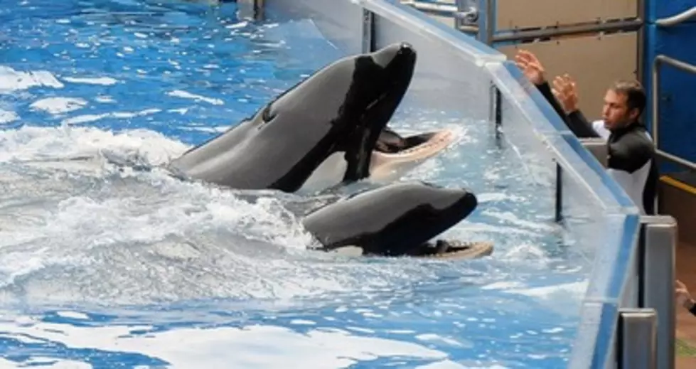 Deadly Killer Whale Returns To Performance At Sea World