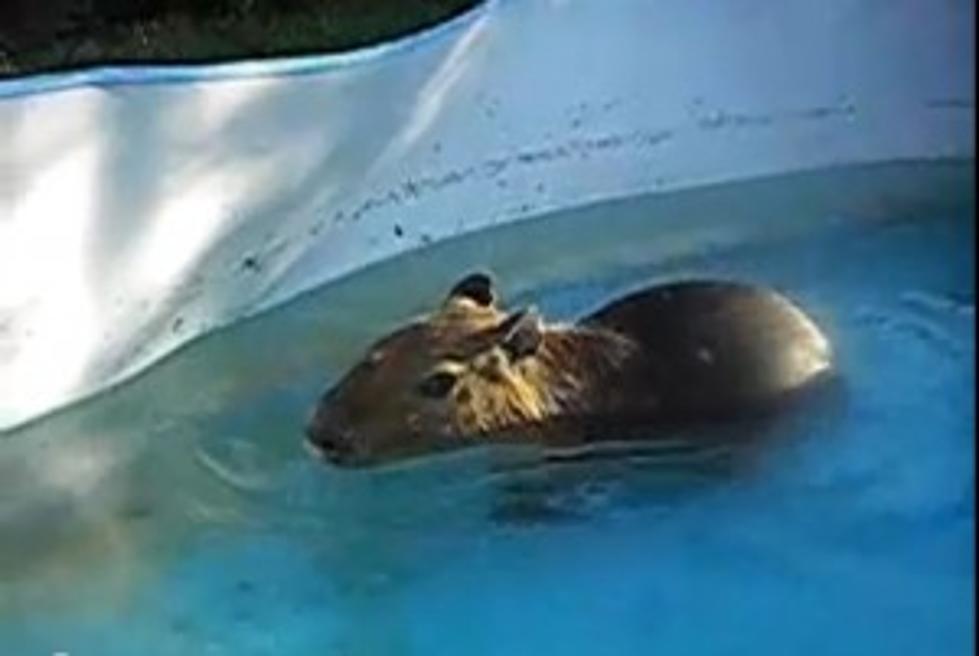 Giant &#8216;Rat&#8217; Roams Florida Waterway