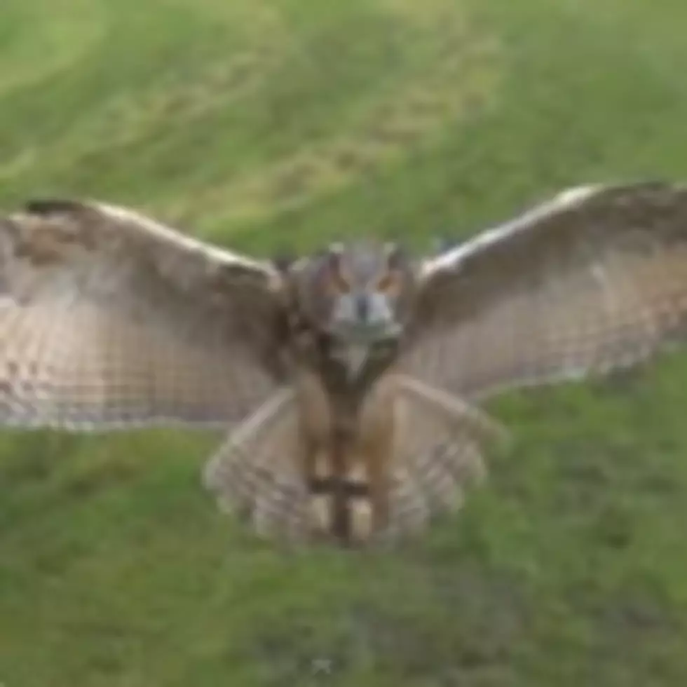 Amazing High Speed Video Of Owl In Flight [VIDEO]