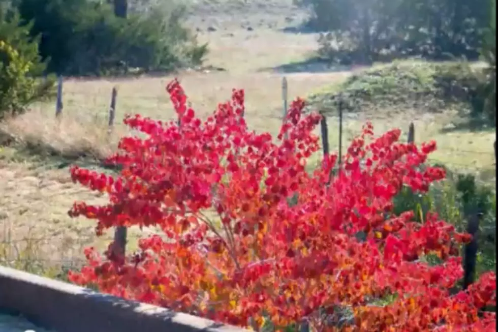 Best Places To See Fall Color Near Abilene – Jones’ Top 5 [VIDEO]