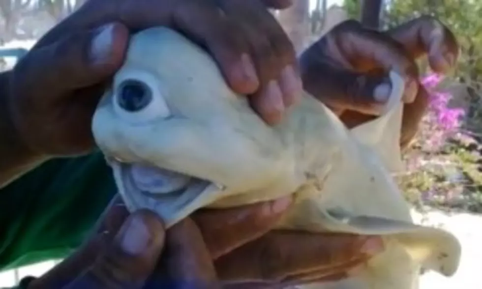 Cyclops Shark Might Be The Real Thing [VIDEO]
