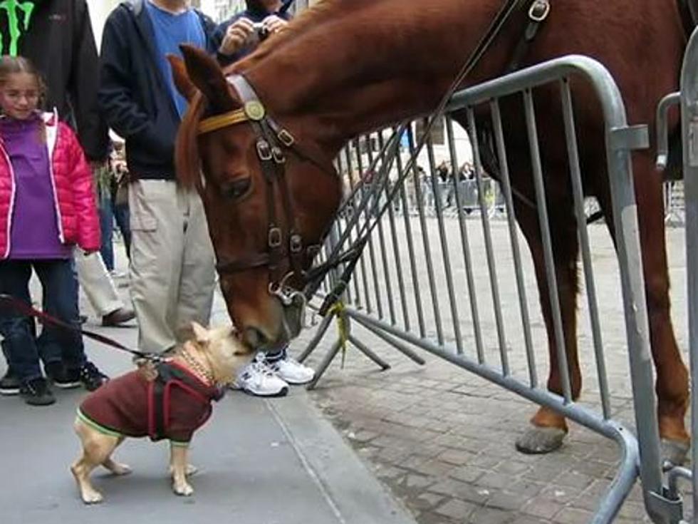 Adorable Bulldog and Horse Make Friends At Occupy Wall Street [VIDEO]