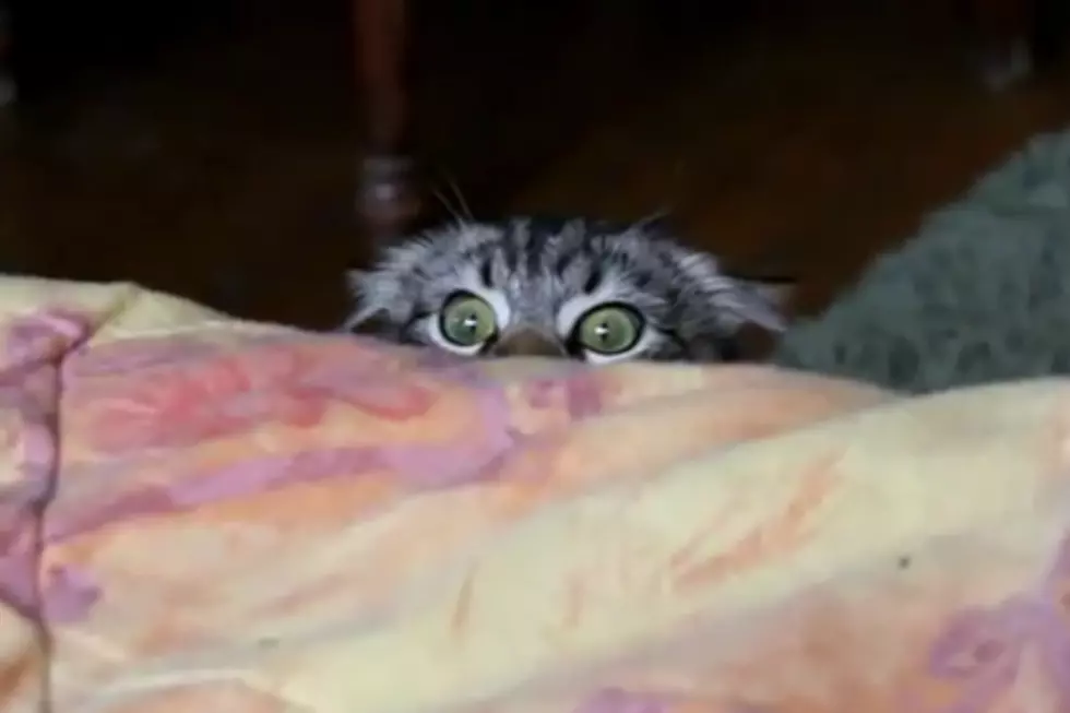 Adorable ‘Stalker Cat’ Is Watching You [VIDEO]