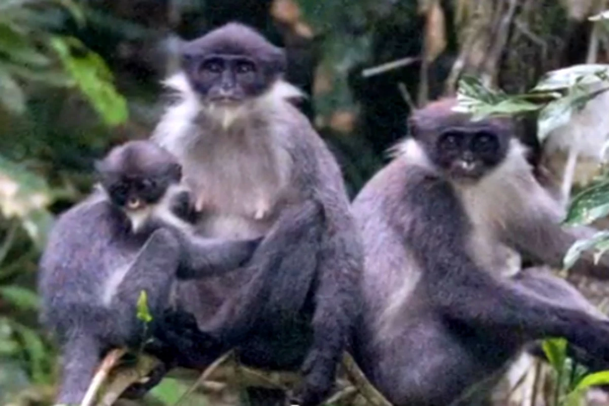 â€˜Draculaâ€™ Monkey Discovered [VIDEO]