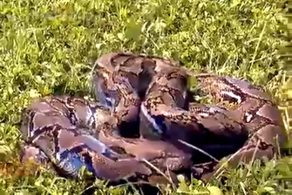 Government Bans Import Of Four Large Snakes To Protect Everglades [VIDEO]