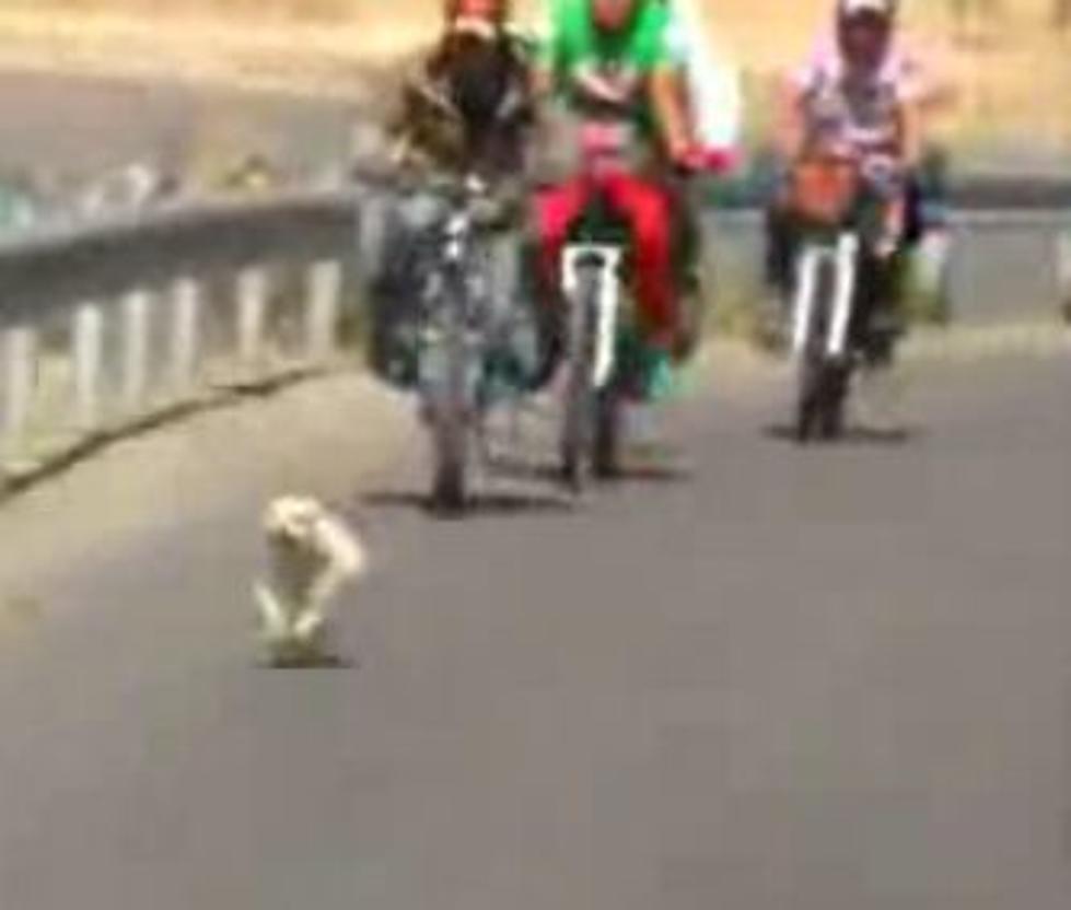 A Stray Dog Followed a Group of Cyclists Who Fed Him…For 1,100 Miles!