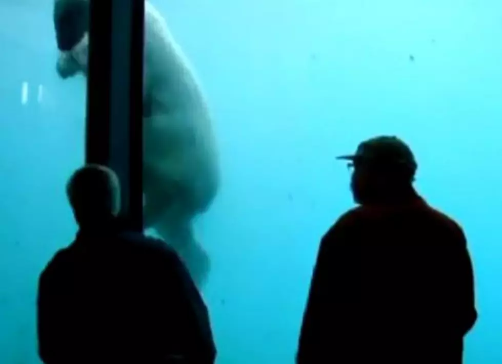 A Polar Bear Used a Rock to Crack the Glass of Its Enclosure at a Zoo in the Netherlands