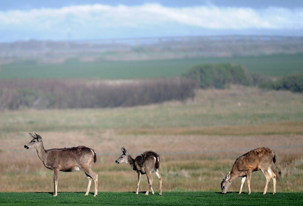 Chronic Wasting Disease Found in Far West Texas Mule Deer