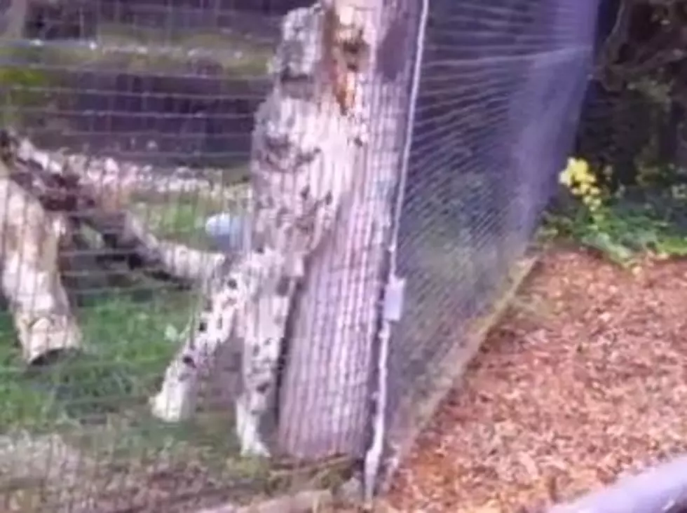 A Father and Son Saw a Leopard Catch a Squirrel at the Zoo…and Had Different Reactions