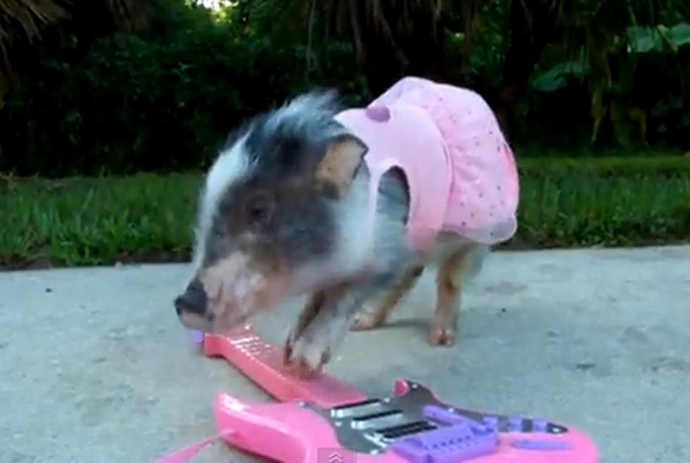 Oh the Sweet Sounds of a Teacup Pig Playing Guitar [VIDEO]