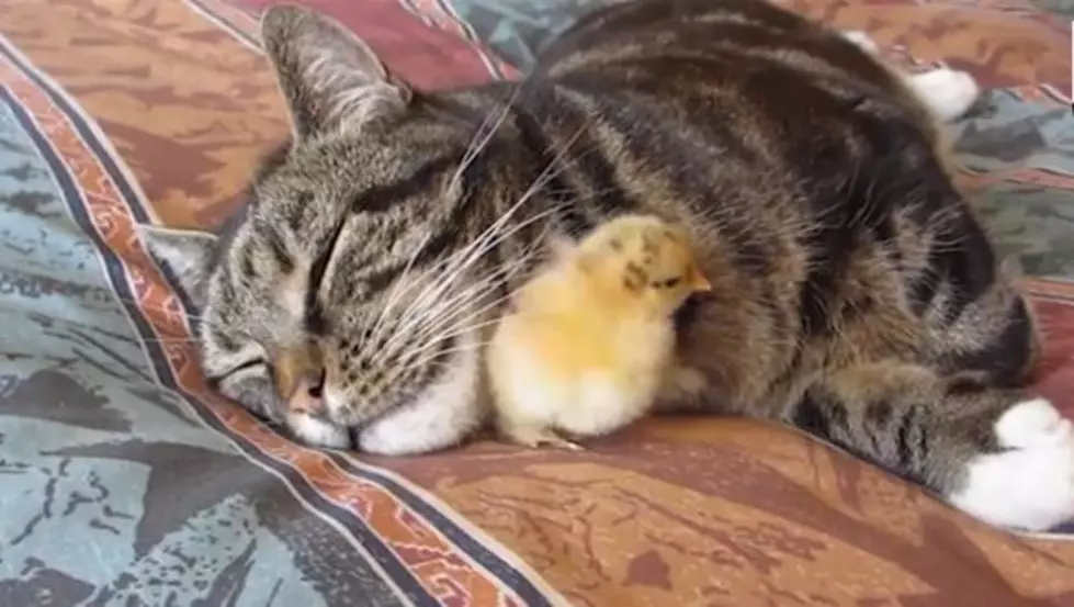 Baby Chick Sleeps Under Cat&#8217;s Chin in This Adorable Video of the Day