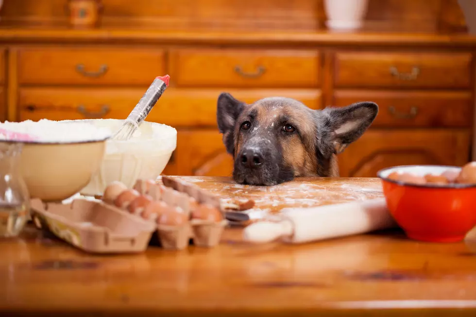 Beware: 12 Foods That Are Dangerous and Toxic For Your Pets