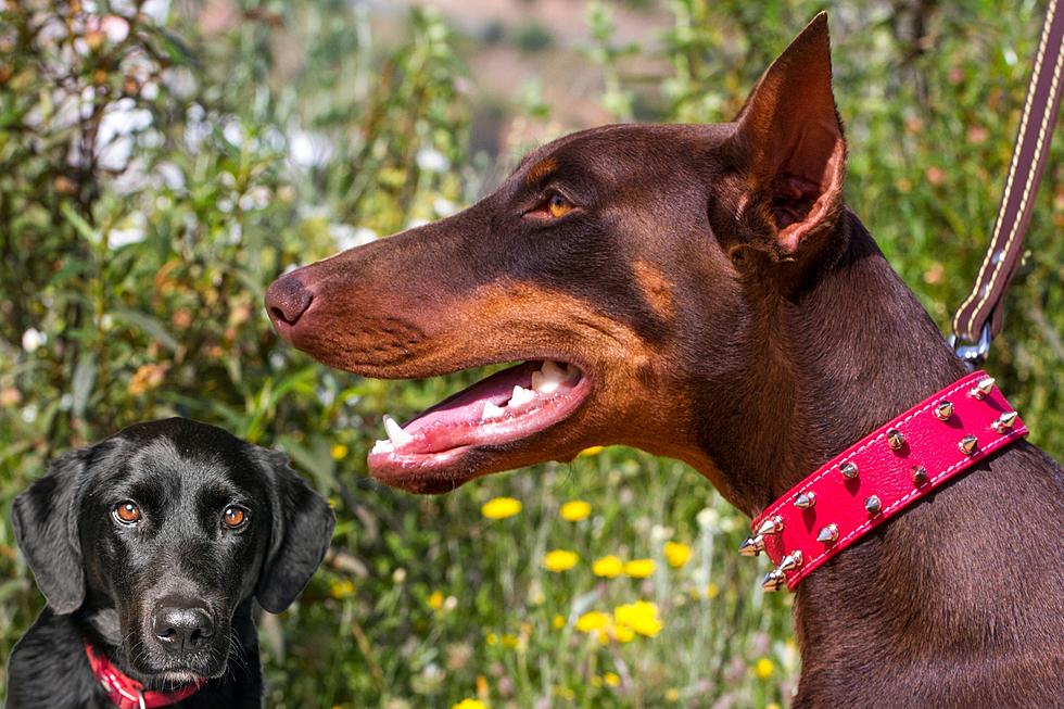 See a Dog Wearing a Red Collar? Stop, This Is What It Means