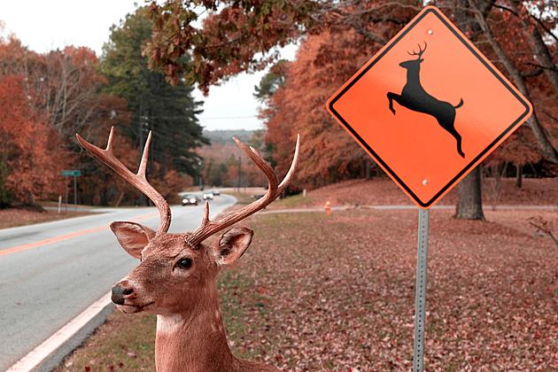 5 Simple Ways To Avoid Deer Collisions On Texas Roads