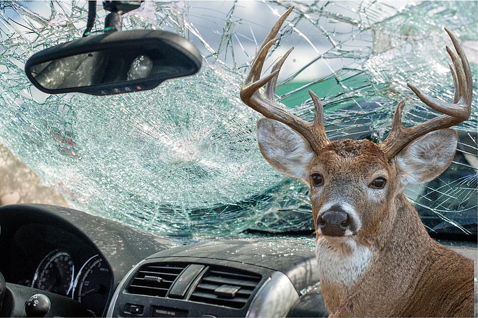 Tips for Surviving a Deer Collision While Driving in Texas