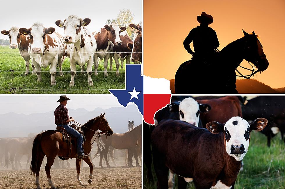 Holy Moly, Check Out The 10 Biggest Ranches In Texas