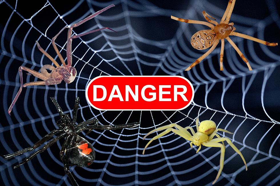 Oh No, These Are The 4 Most Dangerous Spiders In Texas