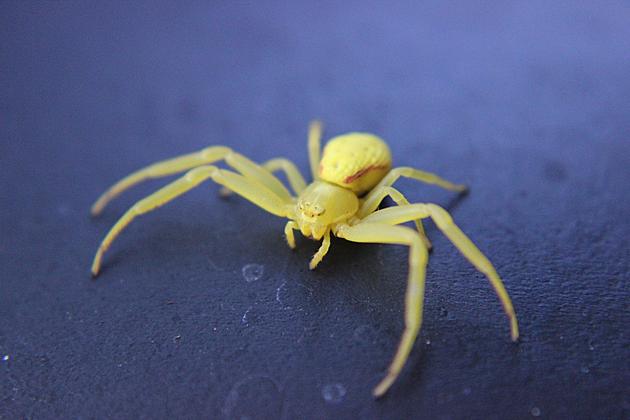 small yellow spiders texas