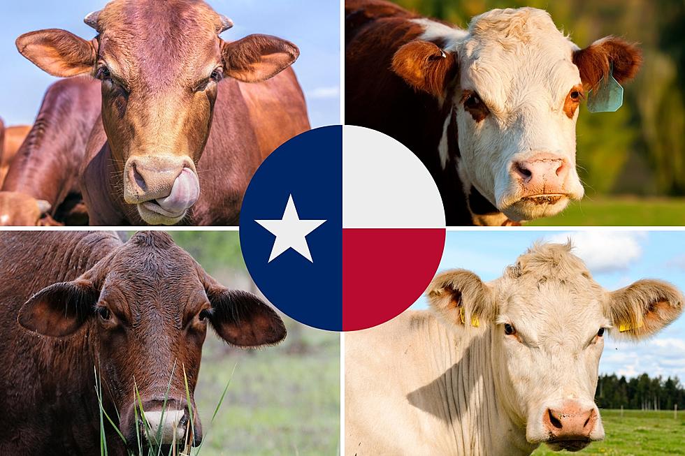 Where’s The Beef? 7 Cattle Breeds You’ll Find Right Here In Texas
